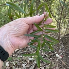 Santalum obtusifolium at Kangaroo Valley, NSW - 18 Oct 2023