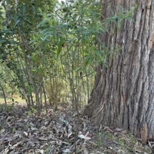 Santalum obtusifolium at Kangaroo Valley, NSW - suppressed