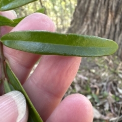 Santalum obtusifolium at Kangaroo Valley, NSW - 18 Oct 2023