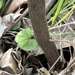 Santalum obtusifolium at Kangaroo Valley, NSW - suppressed