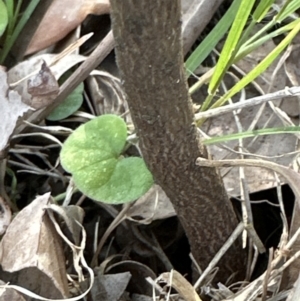 Santalum obtusifolium at Kangaroo Valley, NSW - suppressed