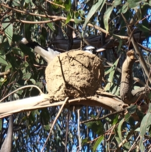 Grallina cyanoleuca at Kaleen, ACT - 18 Oct 2023