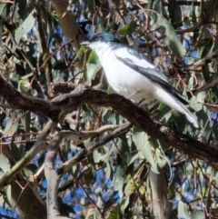 Lalage tricolor (White-winged Triller) at Kaleen, ACT - 18 Oct 2023 by MattYoung