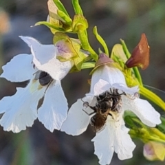 Prostanthera nivea (Snowy Mint-bush) at Isaacs Ridge and Nearby - 18 Oct 2023 by Mike