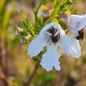 Prostanthera nivea at Jerrabomberra, ACT - 18 Oct 2023 05:56 PM