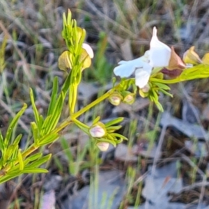 Prostanthera nivea at Jerrabomberra, ACT - 18 Oct 2023 05:56 PM