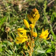 Bulbine bulbosa (Golden Lily, Bulbine Lily) at Jerrabomberra, ACT - 18 Oct 2023 by Mike