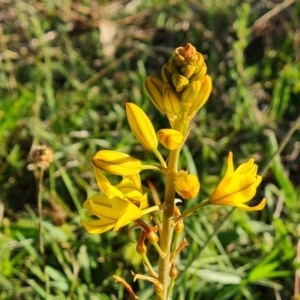 Bulbine bulbosa at Jerrabomberra, ACT - 18 Oct 2023