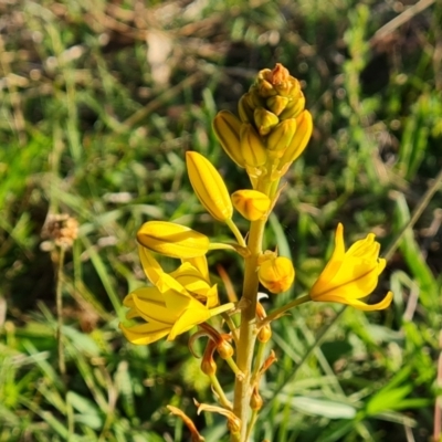 Bulbine bulbosa (Golden Lily, Bulbine Lily) at Jerrabomberra, ACT - 18 Oct 2023 by Mike