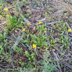 Goodenia pinnatifida (Scrambled Eggs) at Jerrabomberra, ACT - 18 Oct 2023 by Mike