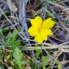 Goodenia pinnatifida at Jerrabomberra, ACT - 18 Oct 2023