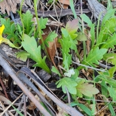 Goodenia pinnatifida at Jerrabomberra, ACT - 18 Oct 2023 05:19 PM