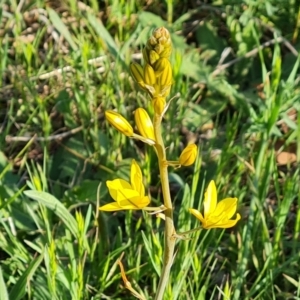 Bulbine bulbosa at Jerrabomberra, ACT - 18 Oct 2023 05:17 PM