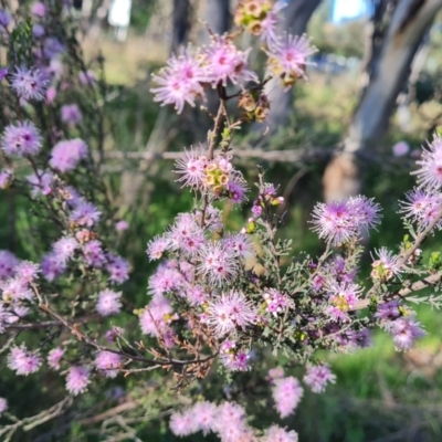 Kunzea parvifolia (Violet Kunzea) at Isaacs Ridge and Nearby - 18 Oct 2023 by Mike