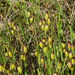 Briza maxima (Quaking Grass, Blowfly Grass) at Jerrabomberra, ACT - 18 Oct 2023 by Mike