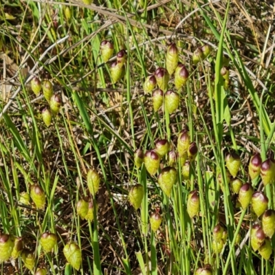 Briza maxima (Quaking Grass, Blowfly Grass) at Isaacs Ridge and Nearby - 18 Oct 2023 by Mike