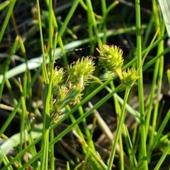 Carex inversa (Knob Sedge) at Jerrabomberra, ACT - 18 Oct 2023 by Mike