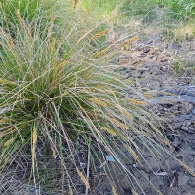 Carex appressa (Tall Sedge) at Isaacs Ridge and Nearby - 18 Oct 2023 by Mike