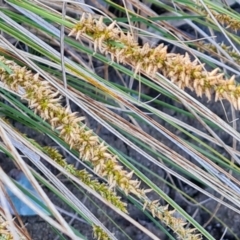 Carex appressa at Jerrabomberra, ACT - 18 Oct 2023 04:51 PM