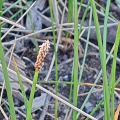 Eleocharis acuta (Common Spike-rush) at Isaacs Ridge and Nearby - 18 Oct 2023 by Mike