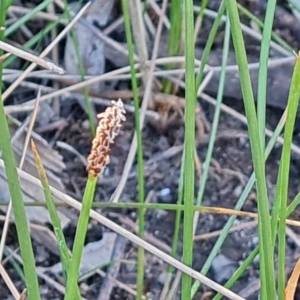 Eleocharis acuta at Jerrabomberra, ACT - 18 Oct 2023