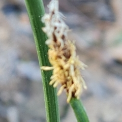 Eleocharis acuta at Jerrabomberra, ACT - 18 Oct 2023