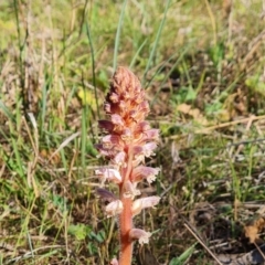 Orobanche minor (Broomrape) at Isaacs Ridge and Nearby - 18 Oct 2023 by Mike