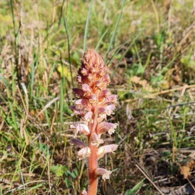 Orobanche minor (Broomrape) at Isaacs Ridge and Nearby - 18 Oct 2023 by Mike