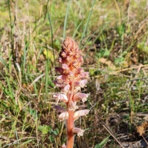 Orobanche minor at Jerrabomberra, ACT - 18 Oct 2023