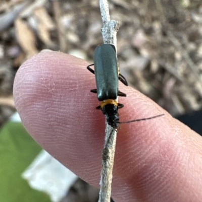 Chauliognathus lugubris (Plague Soldier Beetle) at Kangaroo Valley, NSW - 18 Oct 2023 by lbradley