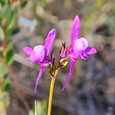Linaria pelisseriana (Pelisser's Toadflax) at Isaacs Ridge and Nearby - 18 Oct 2023 by Mike