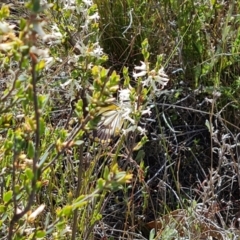 Belenois java (Caper White) at Isaacs Ridge - 18 Oct 2023 by Mike