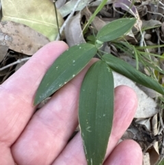 Eustrephus latifolius (Wombat Berry) at Kangaroo Valley, NSW - 18 Oct 2023 by lbradleyKV