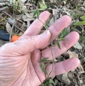 Eustrephus latifolius at Kangaroo Valley, NSW - suppressed