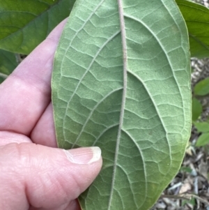 Clerodendrum tomentosum at Kangaroo Valley, NSW - suppressed