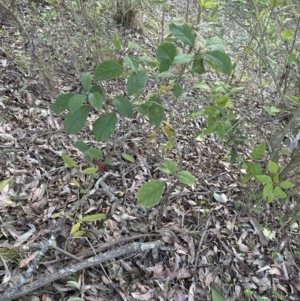 Clerodendrum tomentosum at Kangaroo Valley, NSW - suppressed