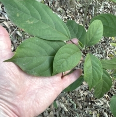 Clerodendrum tomentosum at Kangaroo Valley, NSW - suppressed