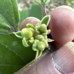 Clerodendrum tomentosum at Kangaroo Valley, NSW - suppressed