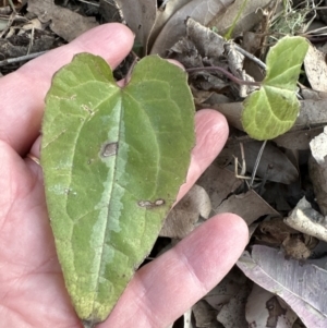 Clematis aristata at Kangaroo Valley, NSW - suppressed