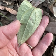 Clematis glycinoides at Kangaroo Valley, NSW - 18 Oct 2023