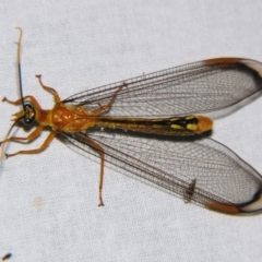 Unidentified Antlion (Myrmeleontidae) at Sheldon, QLD - 25 Oct 2007 by PJH123