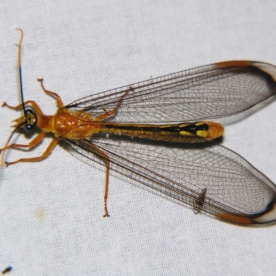 Unidentified Antlion (Myrmeleontidae) at Sheldon, QLD - 25 Oct 2007 by PJH123