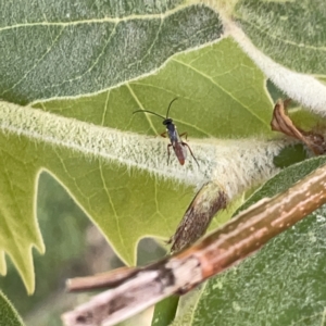 Ichneumonidae (family) at Russell, ACT - 18 Oct 2023