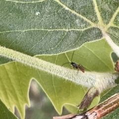 Ichneumonidae (family) at Russell, ACT - 18 Oct 2023