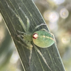 Unidentified Orb-weaving spider (several families) at Russell, ACT - 18 Oct 2023 by Hejor1