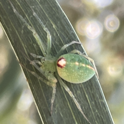 Araneus circulissparsus (species group) (Speckled Orb-weaver) at Russell, ACT - 18 Oct 2023 by Hejor1