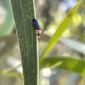 Chauliognathus sp. (genus) at Russell, ACT - 18 Oct 2023