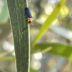 Chauliognathus sp. (genus) at Russell, ACT - 18 Oct 2023