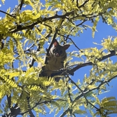 Trichosurus vulpecula (Common Brushtail Possum) at Russell, ACT - 18 Oct 2023 by Hejor1