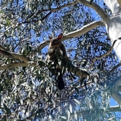 Trichosurus vulpecula at Russell, ACT - 18 Oct 2023